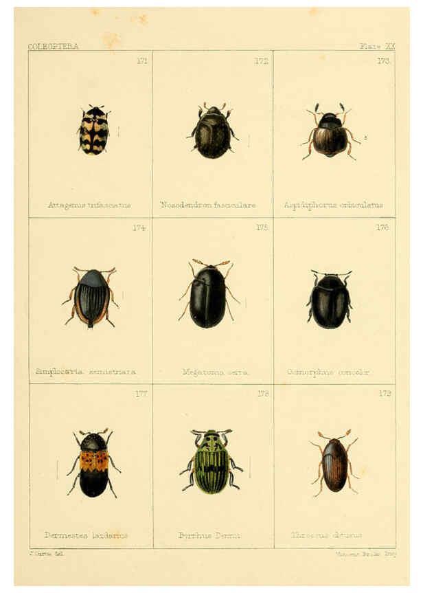 Reproducción/Reproduction 5987275525: British beetles London,Bell and Daldy,1863
