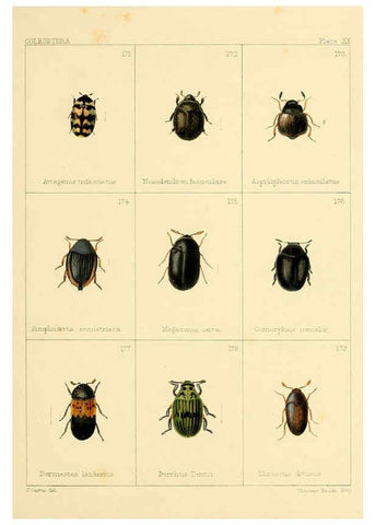 Reproducción/Reproduction 5987275525: British beetles London,Bell and Daldy,1863