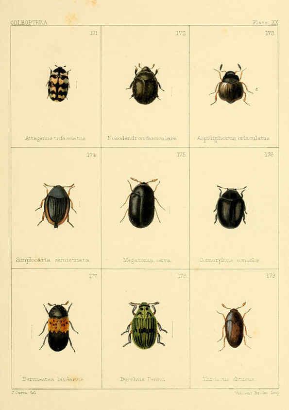 Reproducción/Reproduction 5987275525: British beetles London,Bell and Daldy,1863