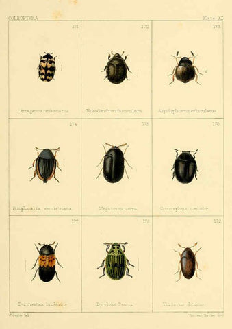 Reproducción/Reproduction 5987275525: British beetles London,Bell and Daldy,1863