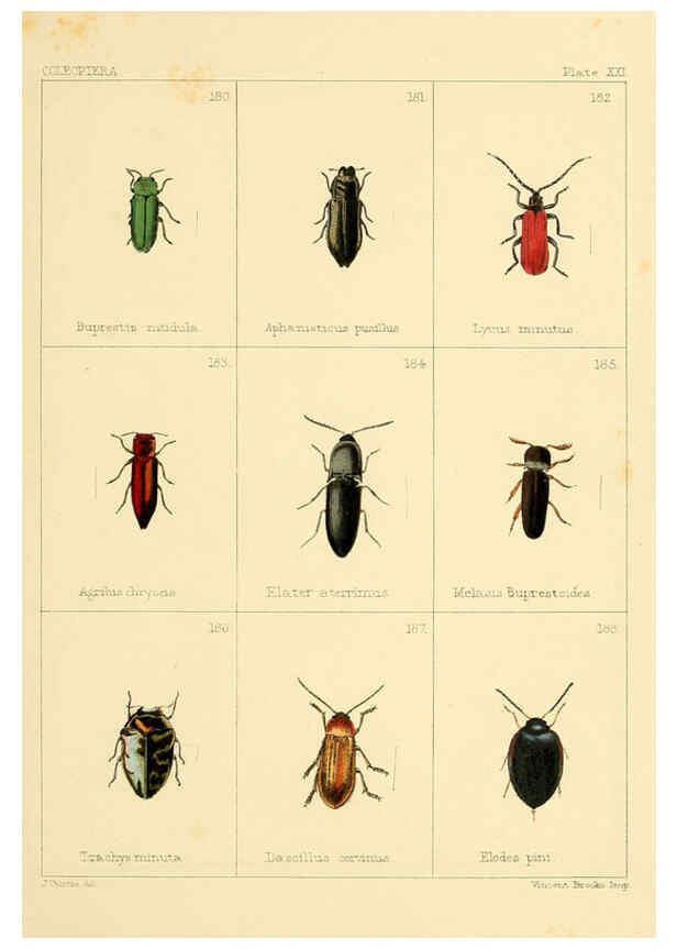 Reproducción/Reproduction 5987837848: British beetles London,Bell and Daldy,1863