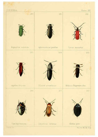 Reproducción/Reproduction 5987837848: British beetles London,Bell and Daldy,1863