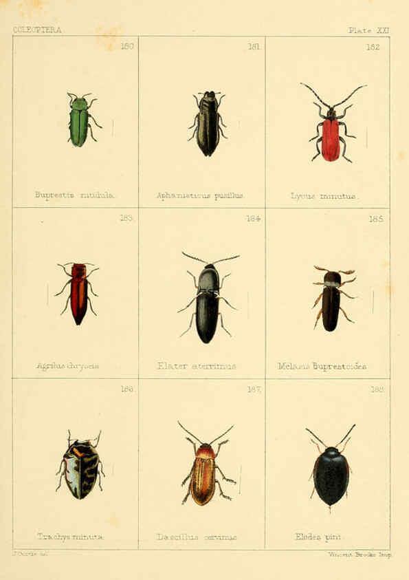 Reproducción/Reproduction 5987837848: British beetles London,Bell and Daldy,1863