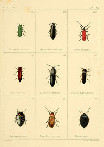 Reproducción/Reproduction 5987837848: British beetles London,Bell and Daldy,1863