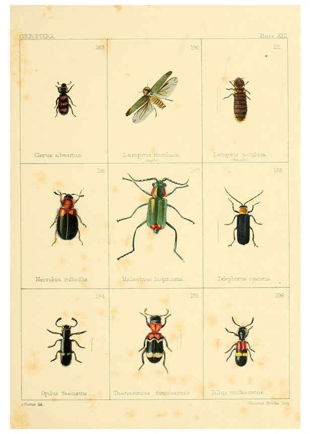 Reproducción/Reproduction 5987275877: British beetles London,Bell and Daldy,1863