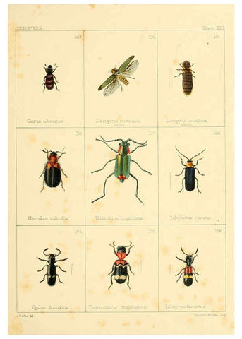 Reproducción/Reproduction 5987275877: British beetles London,Bell and Daldy,1863