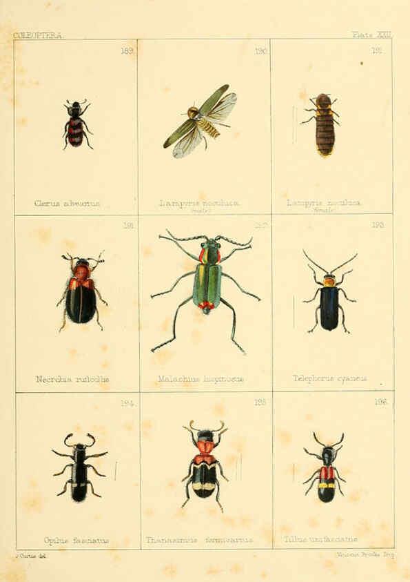 Reproducción/Reproduction 5987275877: British beetles London,Bell and Daldy,1863