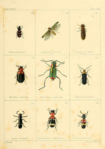 Reproducción/Reproduction 5987275877: British beetles London,Bell and Daldy,1863