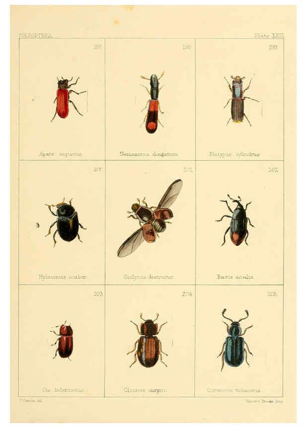Reproducción/Reproduction 5987838348: British beetles London,Bell and Daldy,1863