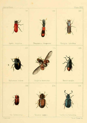 Reproducción/Reproduction 5987838348: British beetles London,Bell and Daldy,1863