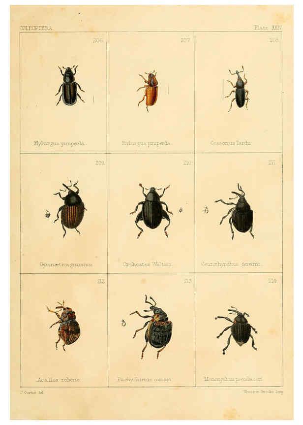Reproducción/Reproduction 5987276459: British beetles London,Bell and Daldy,1863