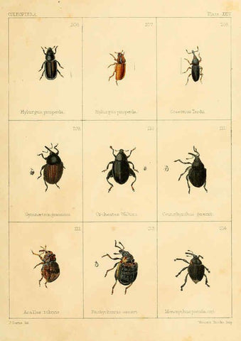 Reproducción/Reproduction 5987276459: British beetles London,Bell and Daldy,1863