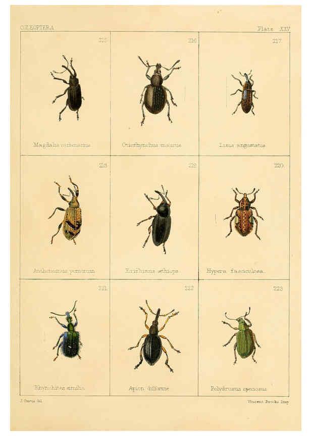 Reproducción/Reproduction 5987276725: British beetles London,Bell and Daldy,1863