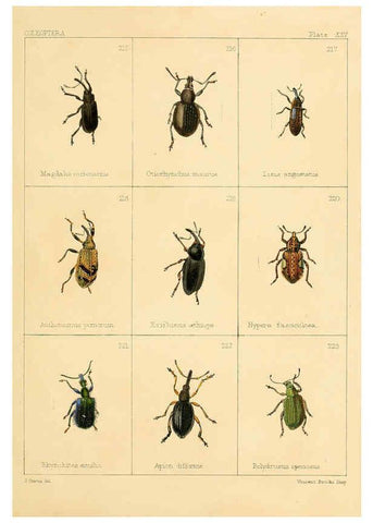 Reproducción/Reproduction 5987276725: British beetles London,Bell and Daldy,1863