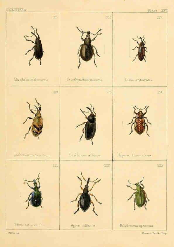 Reproducción/Reproduction 5987276725: British beetles London,Bell and Daldy,1863