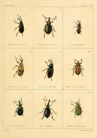 Reproducción/Reproduction 5987276725: British beetles London,Bell and Daldy,1863