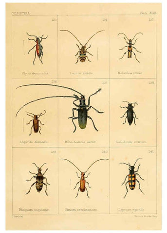 Reproducción/Reproduction 5987839300: British beetles London,Bell and Daldy,1863