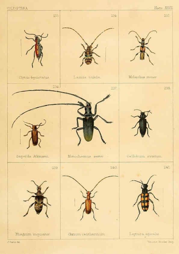 Reproducción/Reproduction 5987839300: British beetles London,Bell and Daldy,1863
