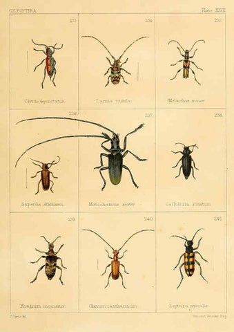 Reproducción/Reproduction 5987839300: British beetles London,Bell and Daldy,1863