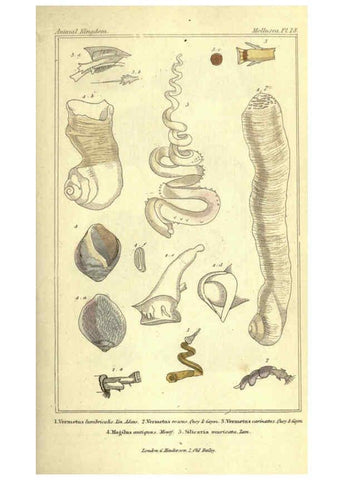 Reproducción/Reproduction 5987341195: The animal kingdom, arranged according to its organization London :G. Henderson,1834