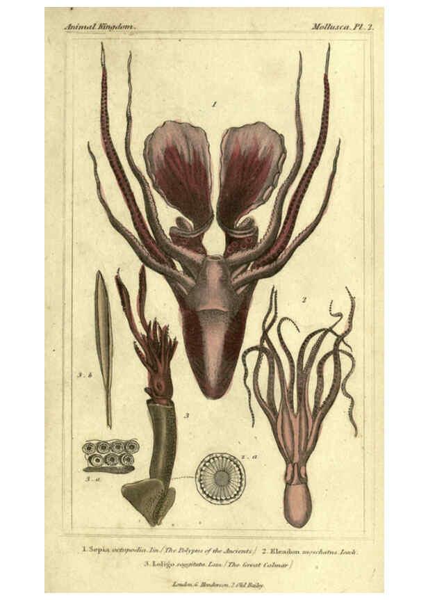 Reproducción/Reproduction 5987882402: The animal kingdom, arranged according to its organization London :G. Henderson,1834