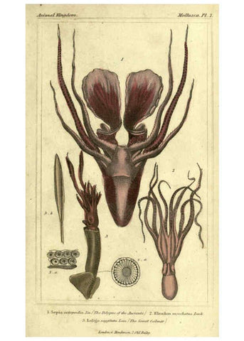 Reproducción/Reproduction 5987882402: The animal kingdom, arranged according to its organization London :G. Henderson,1834