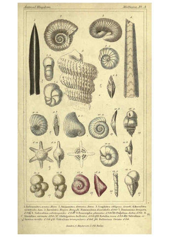 Reproducción/Reproduction 5987882974: The animal kingdom, arranged according to its organization London :G. Henderson,1834