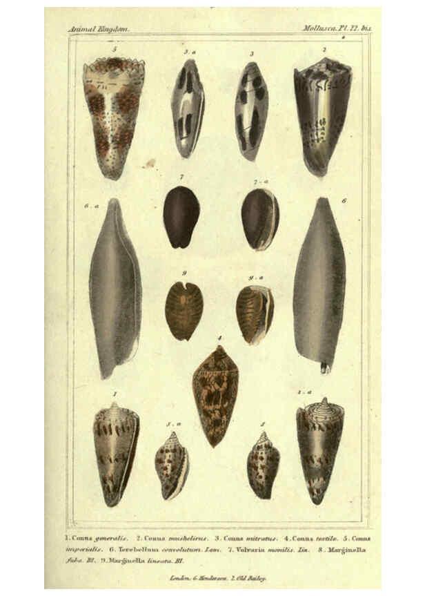 Reproducción/Reproduction 5987897716: The animal kingdom, arranged according to its organization London :G. Henderson,1834