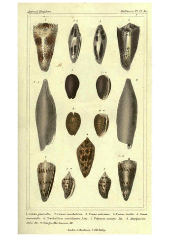 Reproducción/Reproduction 5987897716: The animal kingdom, arranged according to its organization London :G. Henderson,1834