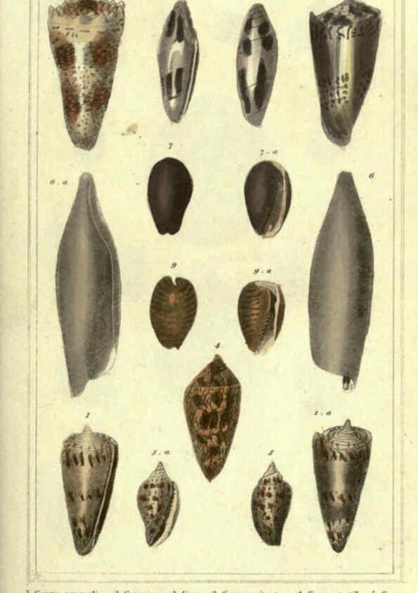 Reproducción/Reproduction 5987897716: The animal kingdom, arranged according to its organization London :G. Henderson,1834
