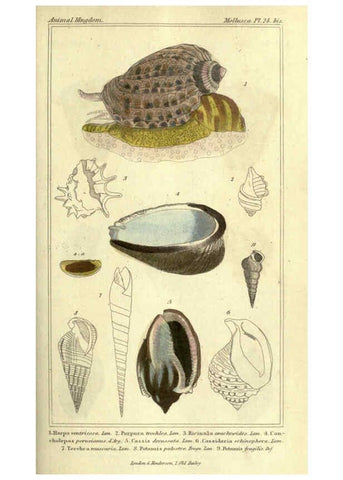 Reproducción/Reproduction 5987900330: The animal kingdom, arranged according to its organization London :G. Henderson,1834