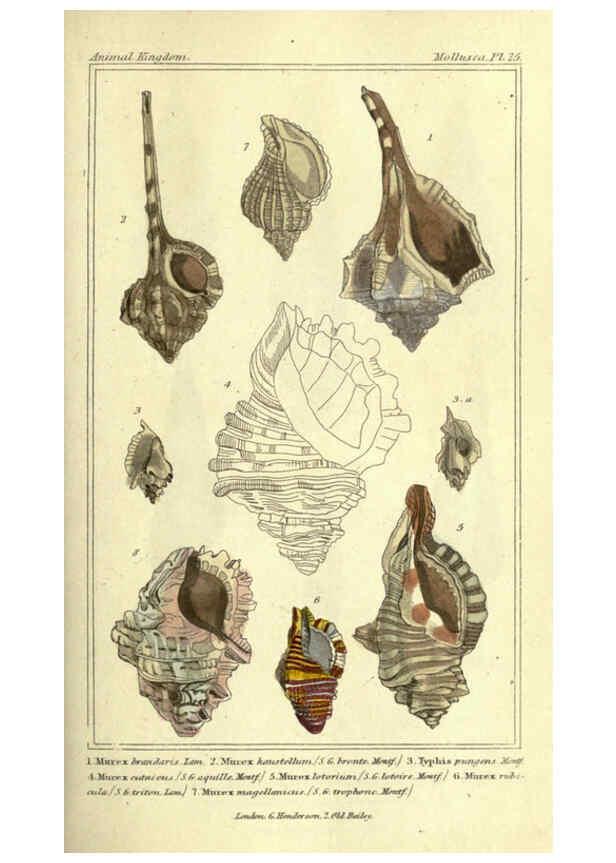 Reproducción/Reproduction 5987339183: The animal kingdom, arranged according to its organization London :G. Henderson,1834