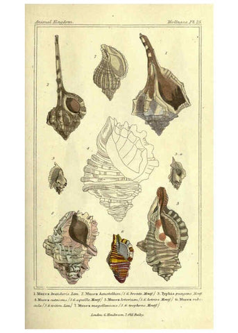 Reproducción/Reproduction 5987339183: The animal kingdom, arranged according to its organization London :G. Henderson,1834