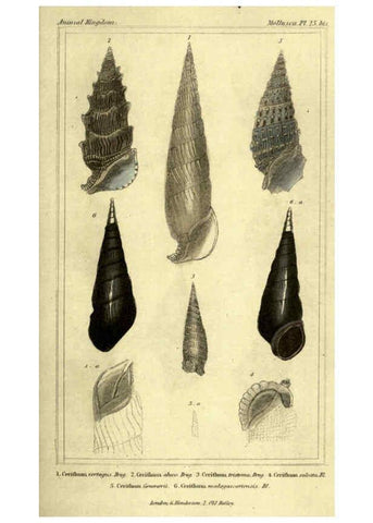 Reproducción/Reproduction 5987339453: The animal kingdom, arranged according to its organization London :G. Henderson,1834