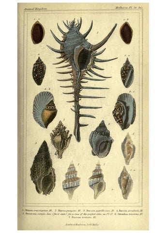 Reproducción/Reproduction 5987902326: The animal kingdom, arranged according to its organization London :G. Henderson,1834