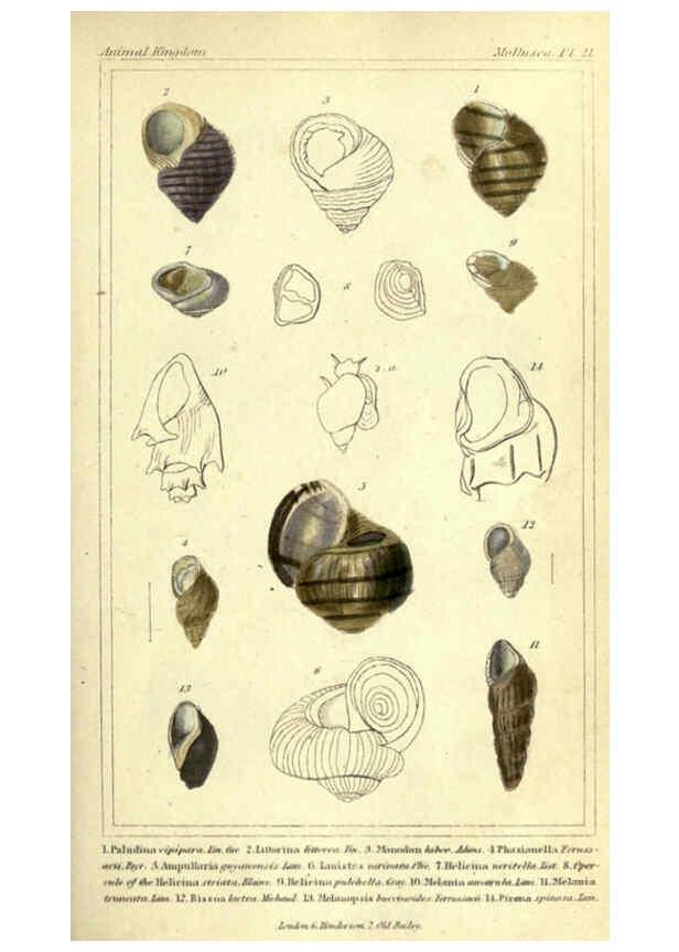 Reproducción/Reproduction 5987889062: The animal kingdom, arranged according to its organization London :G. Henderson,1834