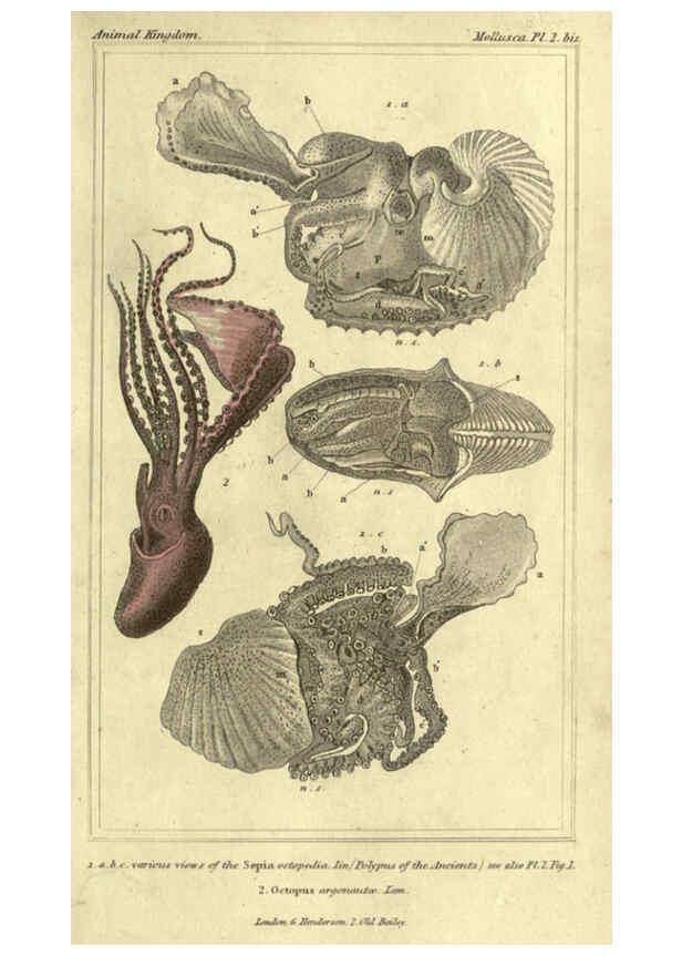 Reproducción/Reproduction 5987882740: The animal kingdom, arranged according to its organization London :G. Henderson,1834