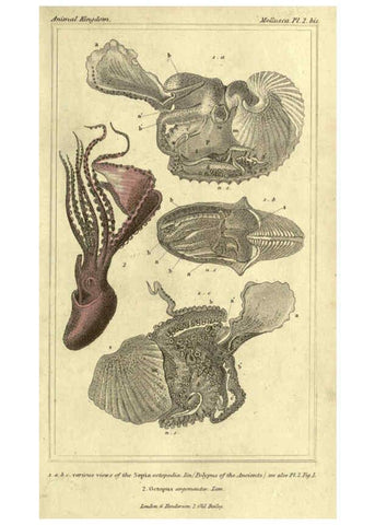 Reproducción/Reproduction 5987882740: The animal kingdom, arranged according to its organization London :G. Henderson,1834