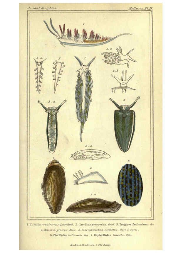 Reproducción/Reproduction 5987888262: The animal kingdom, arranged according to its organization London :G. Henderson,1834