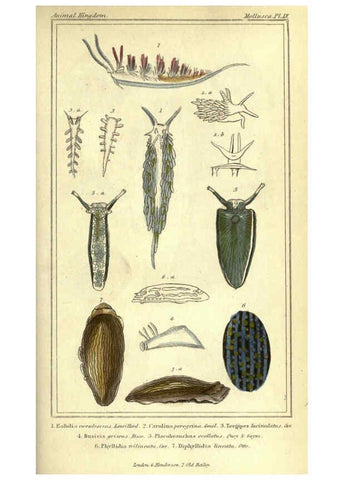 Reproducción/Reproduction 5987888262: The animal kingdom, arranged according to its organization London :G. Henderson,1834