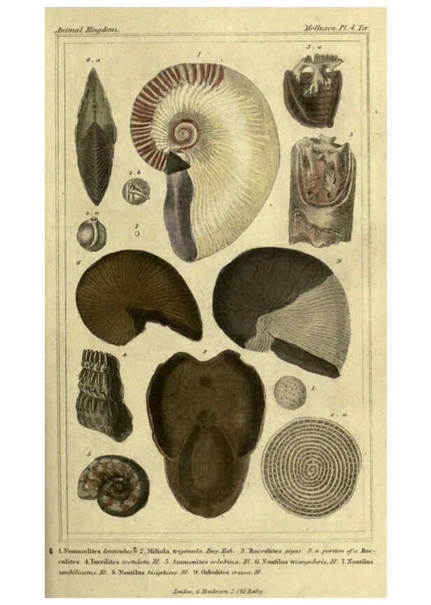 Reproducción/Reproduction 5987883268: The animal kingdom, arranged according to its organization London :G. Henderson,1834