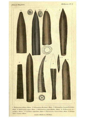 Reproducción/Reproduction 5987883756: The animal kingdom, arranged according to its organization London :G. Henderson,1834