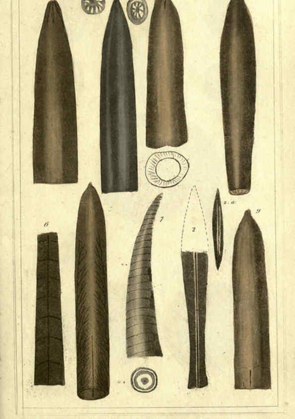 Reproducción/Reproduction 5987883756: The animal kingdom, arranged according to its organization London :G. Henderson,1834