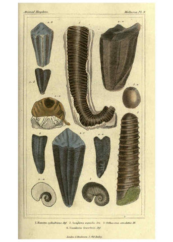 Reproducción/Reproduction 5987885166: The animal kingdom, arranged according to its organization London :G. Henderson,1834