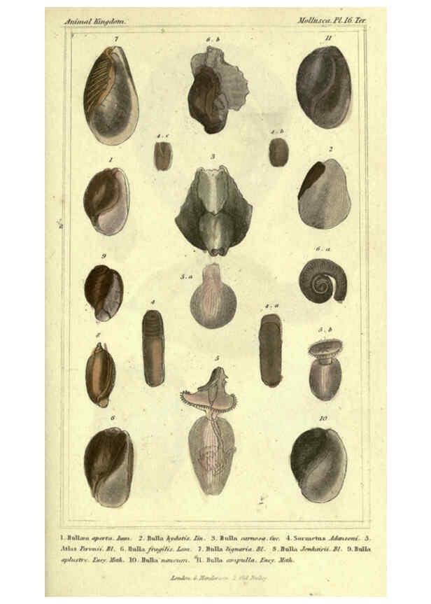 Reproducción/Reproduction 5987325051: The animal kingdom, arranged according to its organization London :G. Henderson,1834