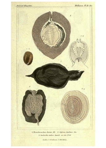 Reproducción/Reproduction 5987887508: The animal kingdom, arranged according to its organization London :G. Henderson,1834