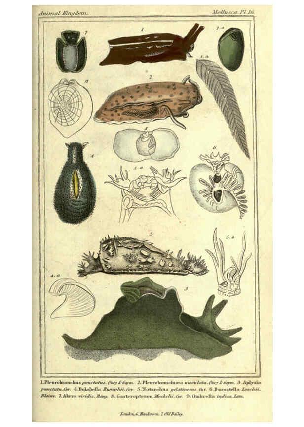 Reproducción/Reproduction 5987887732: The animal kingdom, arranged according to its organization London :G. Henderson,1834
