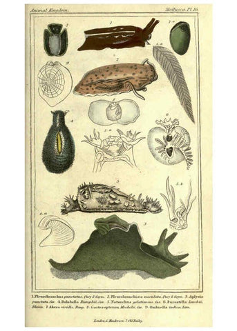 Reproducción/Reproduction 5987887732: The animal kingdom, arranged according to its organization London :G. Henderson,1834