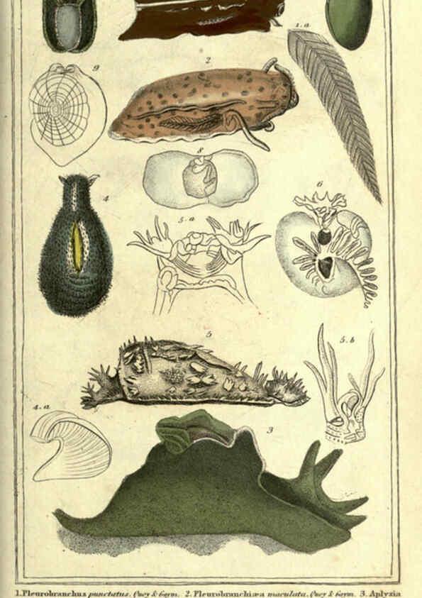 Reproducción/Reproduction 5987887732: The animal kingdom, arranged according to its organization London :G. Henderson,1834