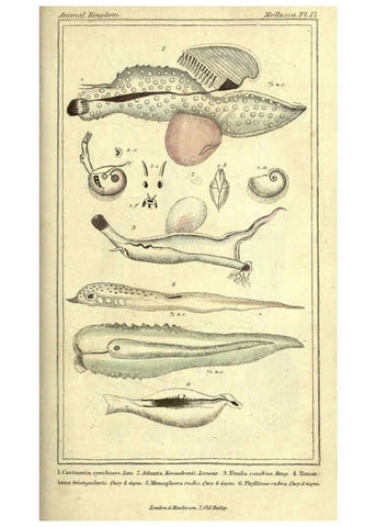 Reproducción/Reproduction 5987325987: The animal kingdom, arranged according to its organization London :G. Henderson,1834